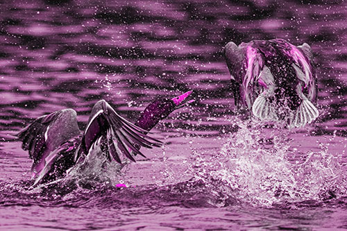 Hyper Water Splashing Mallard Ducks Playing Among Lake (Pink Tone)