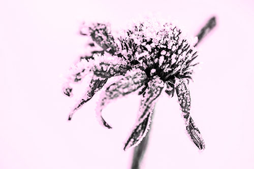 Ice Frost Consumes Dead Frozen Coneflower (Pink Tone Photo)