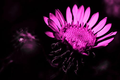 Illuminated Gumplant Flower Surrounded By Darkness (Pink Tone Photo)