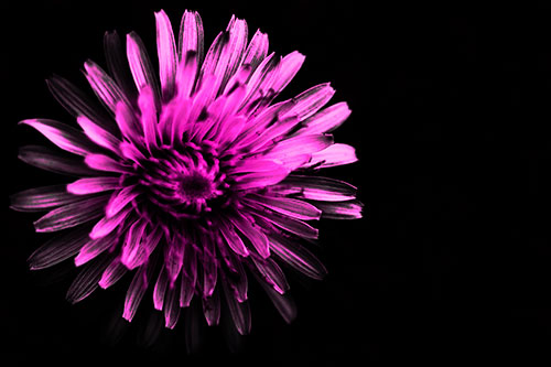 Illuminated Taraxacum Flower In Darkness (Pink Tone Photo)