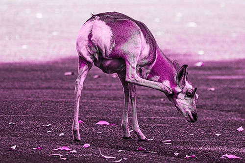 Itchy Pronghorn Scratches Neck Among Autumn Leaves (Pink Tone Photo)