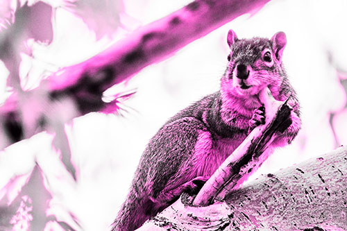 Itchy Squirrel Gets Tree Branch Massage (Pink Tone Photo)