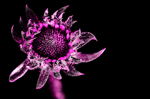 Jagged Tattered Rayless Sunflower (Pink Tone Photo)