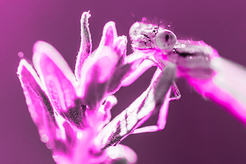Joyful Damselfly Enjoys Sunshine Atop Plant (Pink Tone)