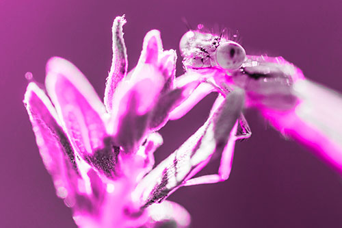 Joyful Dragonfly Enjoys Sunshine Atop Plant (Pink Tone Photo)