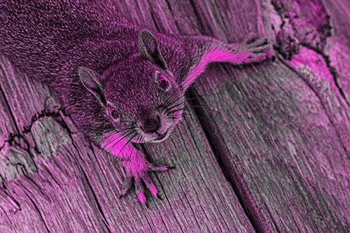 Joyful Squirrel Looking Upwards Among Wooden Pole (Pink Tone)
