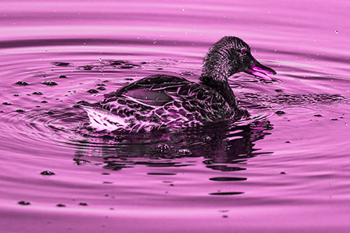 Joyful Water Splashing Mallard Duck Enjoying Calm Lake (Pink Tone)