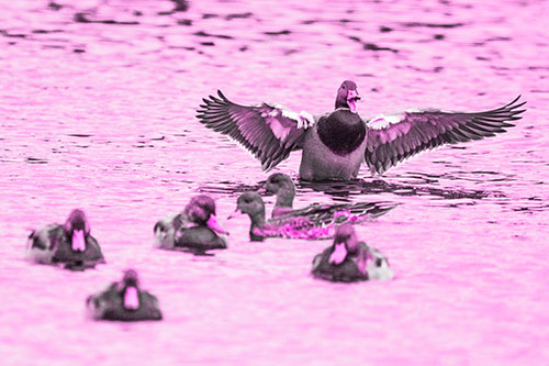 Jump Scaring Wing Flapping Mallard Duck Quacking Atop Lake (Pink Tone)