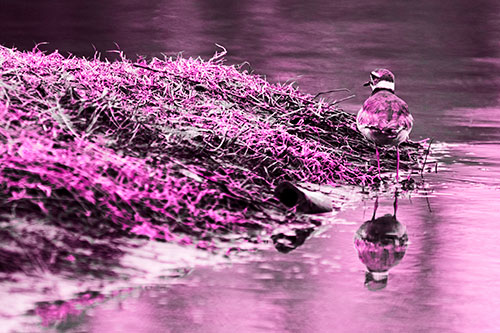 Killdeer Bird Standing Along River Shoreline (Pink Tone Photo)