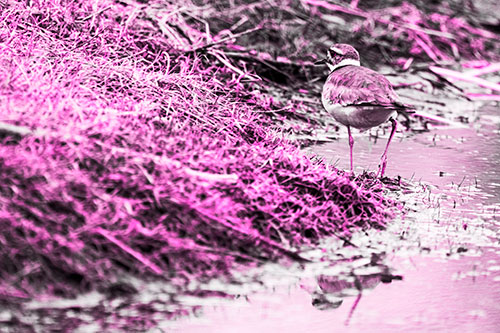 Killdeer Bird Turning Corner Around River Shoreline (Pink Tone Photo)