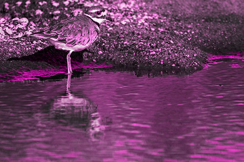 Killdeer Standing Along River Shoreline (Pink Tone Photo)