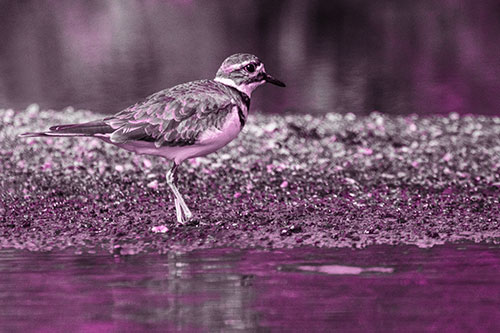 Killdeer Wanders Along Rocky River Shoreline (Pink Tone)