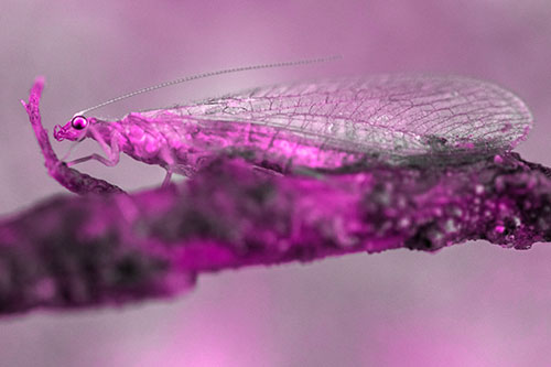 Lacewing Grabs Ahold Twig Branch (Pink Tone)