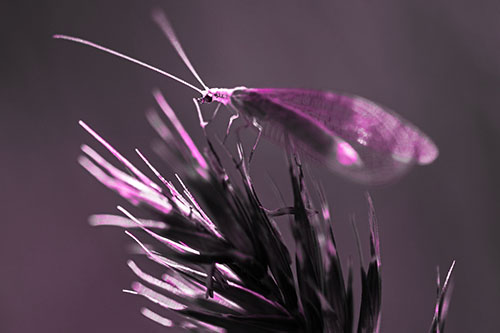 Lacewing Standing Atop Plant Blades (Pink Tone Photo)