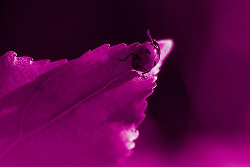 Ladybug Crawling To Top Of Leaf (Pink Tone Photo)