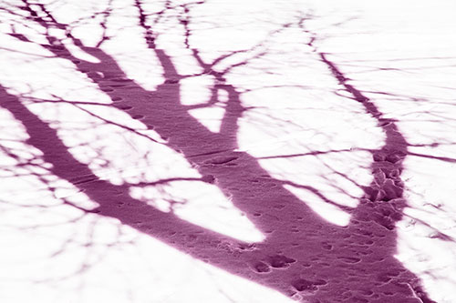 Large Jagged Tree Shadow Across Snow (Pink Tone Photo)