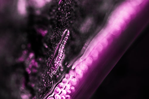 Larva Slithering Along Wet Shore Rock (Pink Tone)