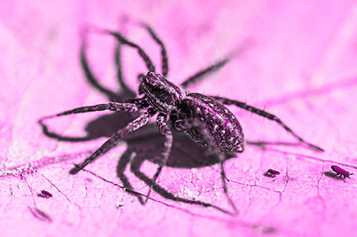 Leaf Perched Wolf Spider Stands Among Water Springtail Poduras (Pink Tone Photo)