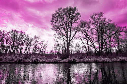 Leafless Trees Cast Reflections Along River Water (Pink Tone Photo)