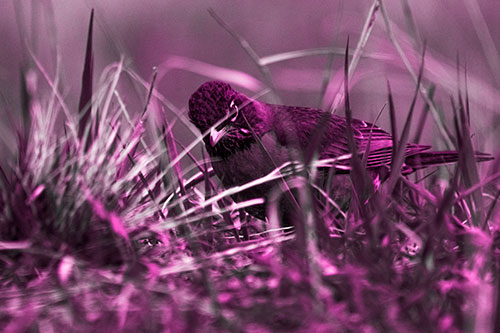 Leaning American Robin Spots Intruder Among Grass (Pink Tone Photo)