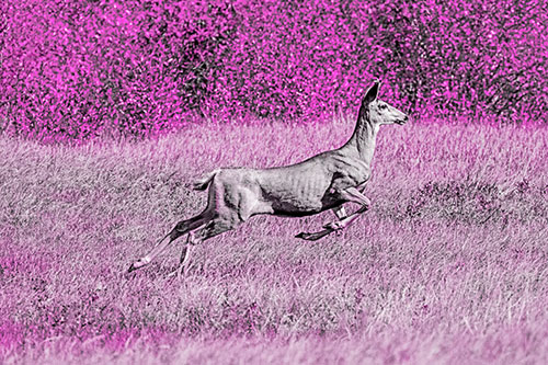 Leaping Mule Deer Running Across Grassland (Pink Tone)