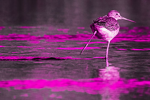 Leg Kicking Greater Yellowlegs Splashing Droplets (Pink Tone Photo)