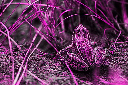 Leopard Frog Sitting Among Twisting Grass (Pink Tone Photo)
