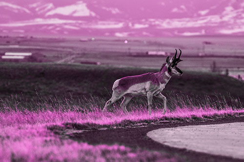 Lone Pronghorn Wanders Up Grassy Hillside (Pink Tone Photo)
