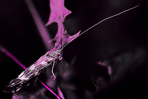 Long Antenna Leaf Blotch Miner Moth Sitting Atop Plant (Pink Tone Photo)