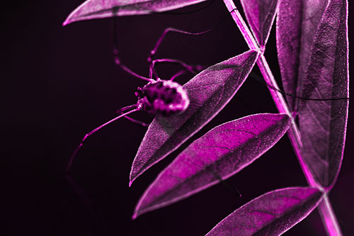 Long Legged Harvestmen Spider Clinging Onto Leaf Petal (Pink Tone)
