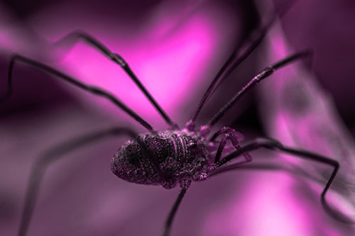 Long Legged Harvestmen Spider Crawling Over Leaf (Pink Tone Photo)