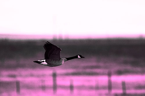 Low Flying Canadian Goose (Pink Tone Photo)
