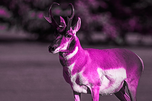 Male Pronghorn Keeping Watch Over Herd (Pink Tone Photo)