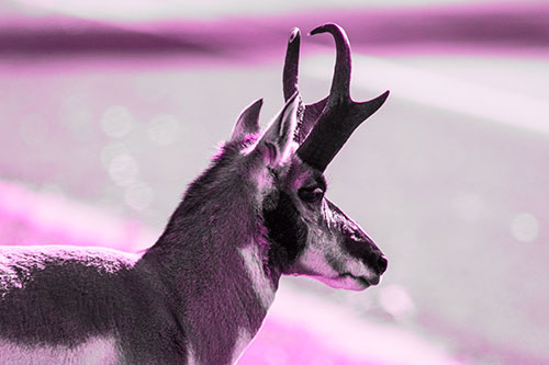 Male Pronghorn Looking Across Roadway (Pink Tone Photo)