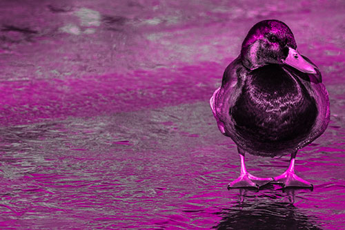 Mallard Duck Enjoying Sunshine Among Icy River Water (Pink Tone Photo)