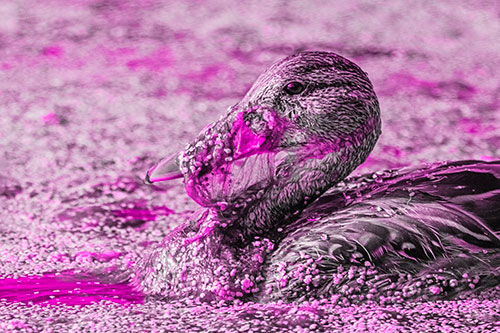 Mallard Duck Entangled In Algae (Pink Tone)
