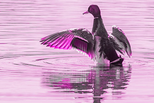 Mallard Duck Flaps Illuminated Wings Among Lake (Pink Tone)