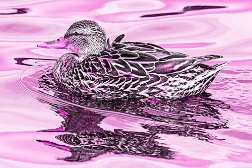 Mallard Duck Floats Among Swirling Water (Pink Tone)