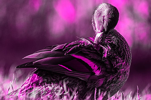 Mallard Duck Grooming Feathered Back (Pink Tone Photo)