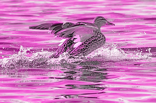 Mallard Duck Makes Splash Landing Atop Lake (Pink Tone)