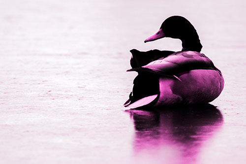 Mallard Duck Resting Atop Ice Frozen Lake (Pink Tone Photo)