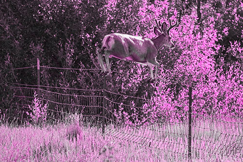 Midair Soaring Mule Deer Flying Over Fence (Pink Tone)