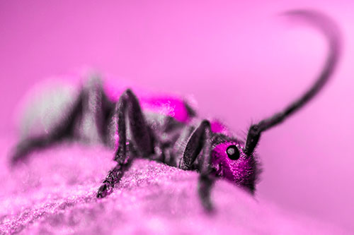 Milkweed Beetle Hiding Behind Leaf Petal (Pink Tone)