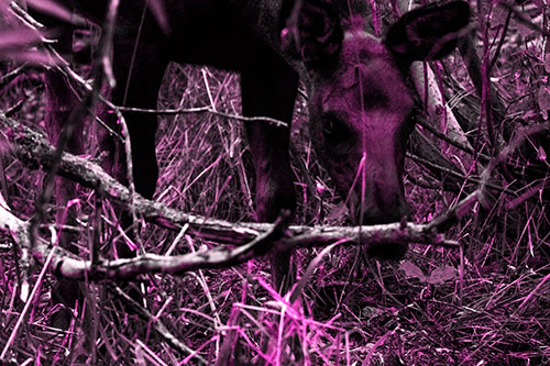 Moose Scouring Through Plants On Ground (Pink Tone Photo)