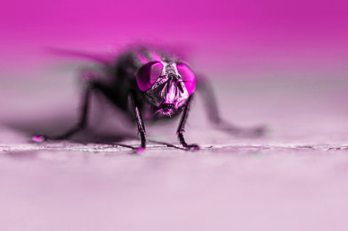 Morbid Open Mouthed Cluster Fly (Pink Tone Photo)