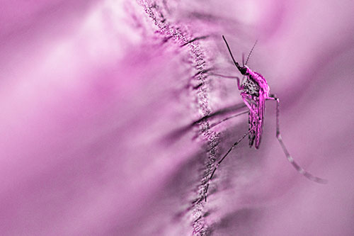 Mosquito Stretches Leg Among Wood (Pink Tone)