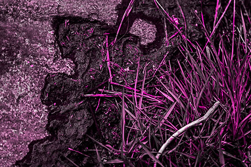 Mud Face Creeping Along Rock Edge (Pink Tone Photo)