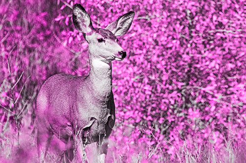 Mule Deer Gazes Across Landscape Horizon (Pink Tone)