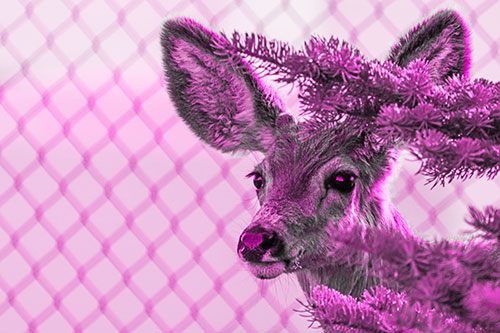 Mule Deer Peeking Head Around Pine Tree (Pink Tone Photo)