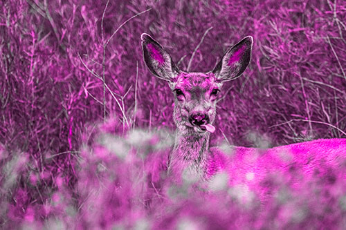 Mule Deer Sticking Tongue Out Sideways (Pink Tone)